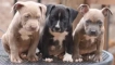 Как да изберете кученца pitbul и да се погрижите за тях